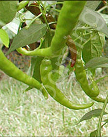 Capsicum annuum 'Sweet Cayenne'